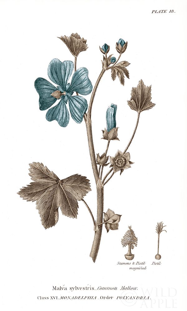Wall Art Painting id:212860, Name: Conversations on Botany VII on White with Blue, Artist: Wild Apple Portfolio
