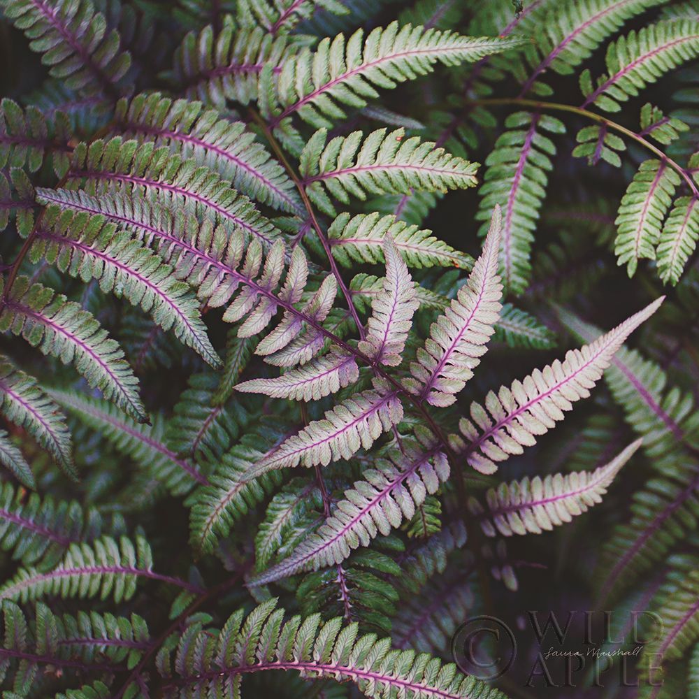 Wall Art Painting id:201840, Name: Funky Ferns VI, Artist: Marshall, Laura