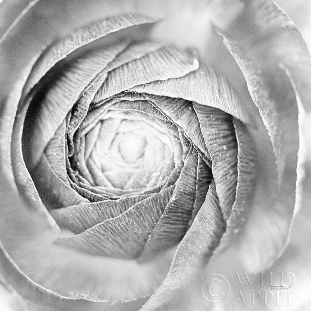 Wall Art Painting id:239743, Name: Ranunculus Abstract I BW Light, Artist: Marshall, Laura
