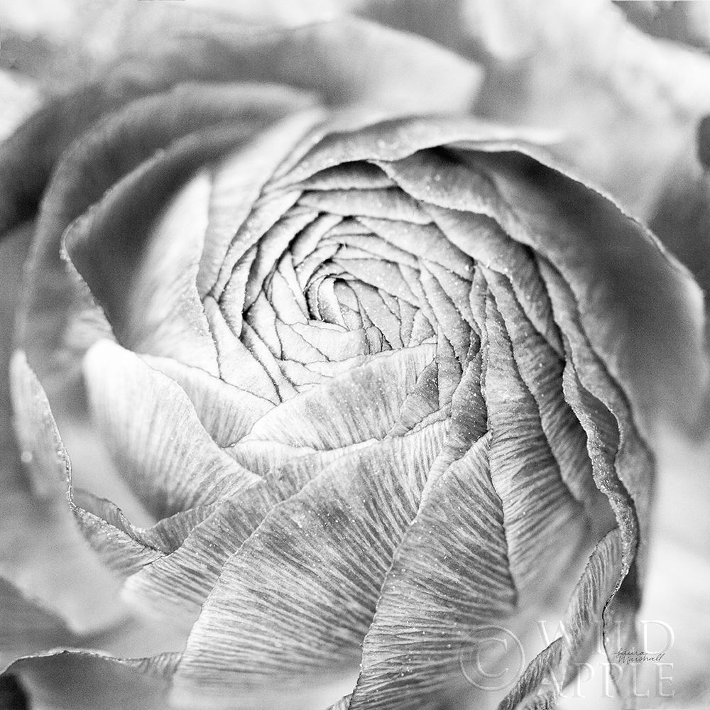 Wall Art Painting id:239744, Name: Ranunculus Abstract II BW Light, Artist: Marshall, Laura