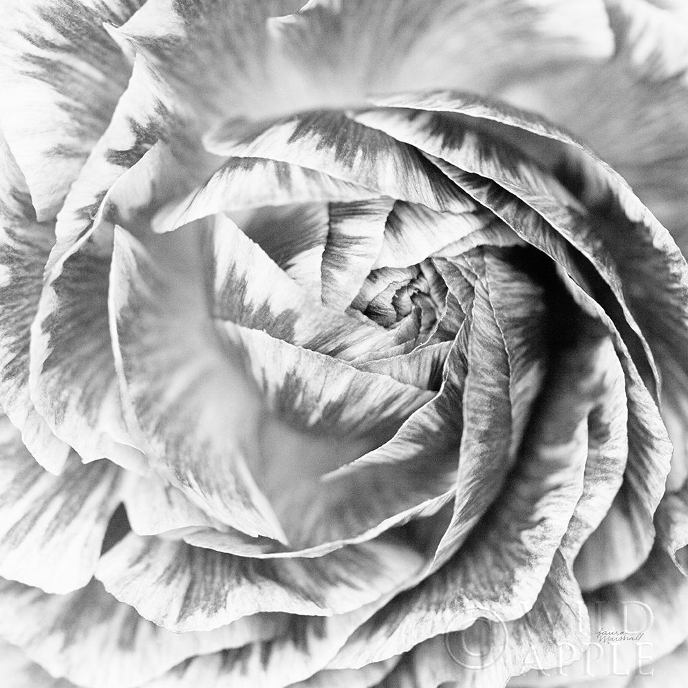 Wall Art Painting id:239746, Name: Ranunculus Abstract IV BW Light, Artist: Marshall, Laura