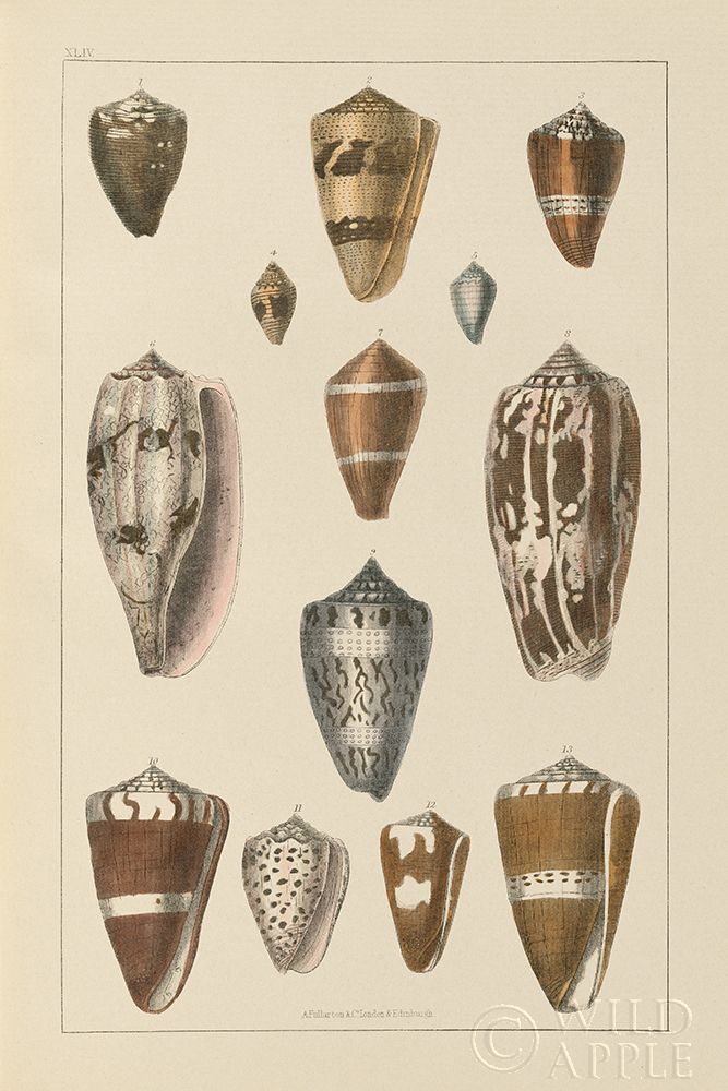Art Print: Shell Assorment I
