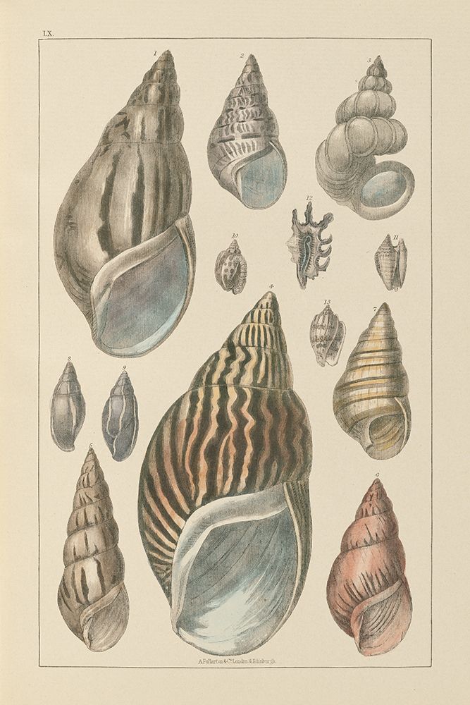 Art Print: Shell Assorment III