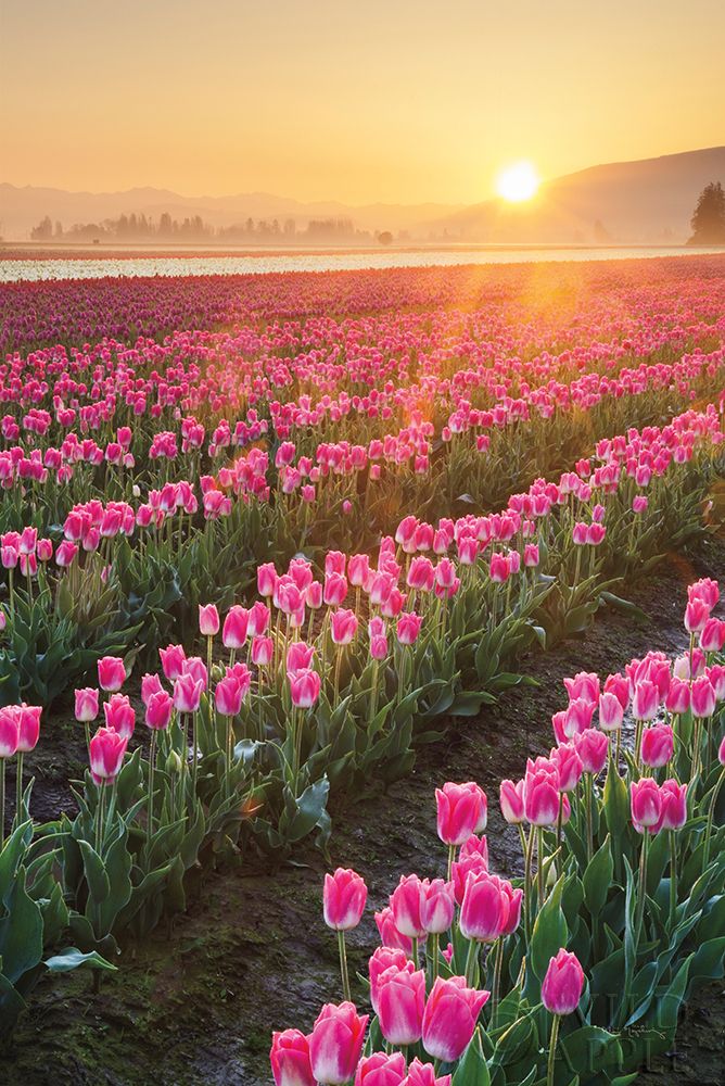 Art Print: Skagit Valley Tulips II