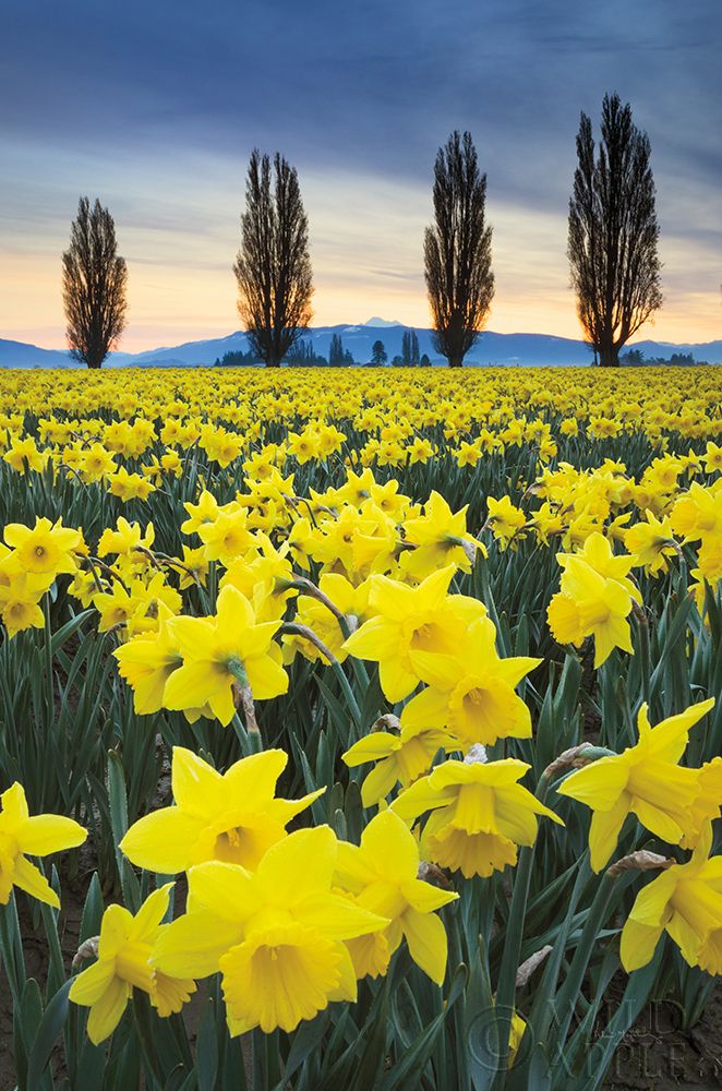 Art Print: Skagit Valley Daffodils I