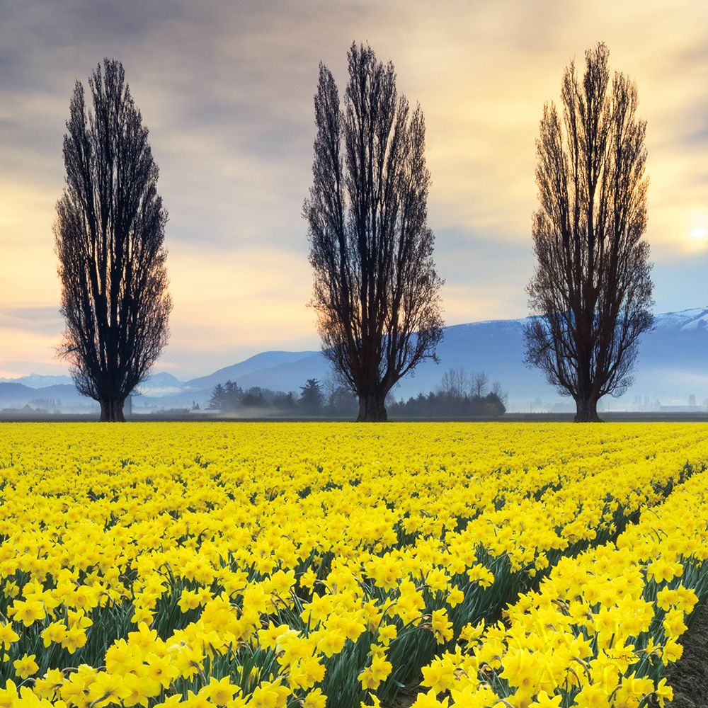 Wall art: Skagit Valley Daffodils II, by Audit, Lisa