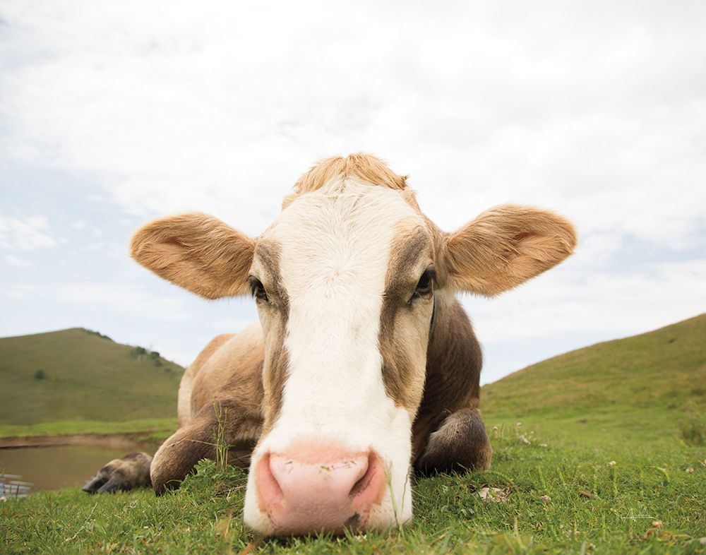 Art Print: Close Up I v2 no Cows Crop