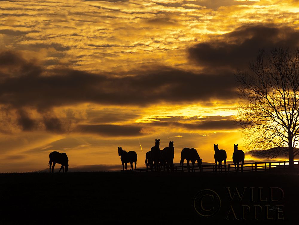 Wall art: Horses at Sunset, by Aledanda
