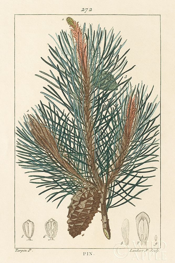 Wall art: Pin Drawing, by Wild Apple Portfolio