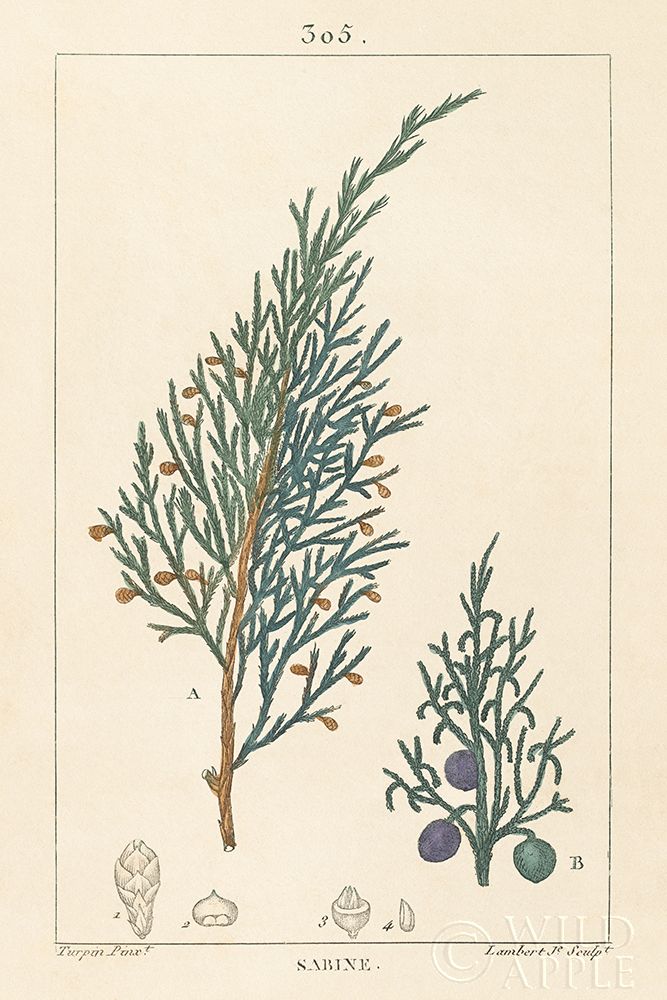 Wall art: Sabine Drawing, by Wild Apple Portfolio