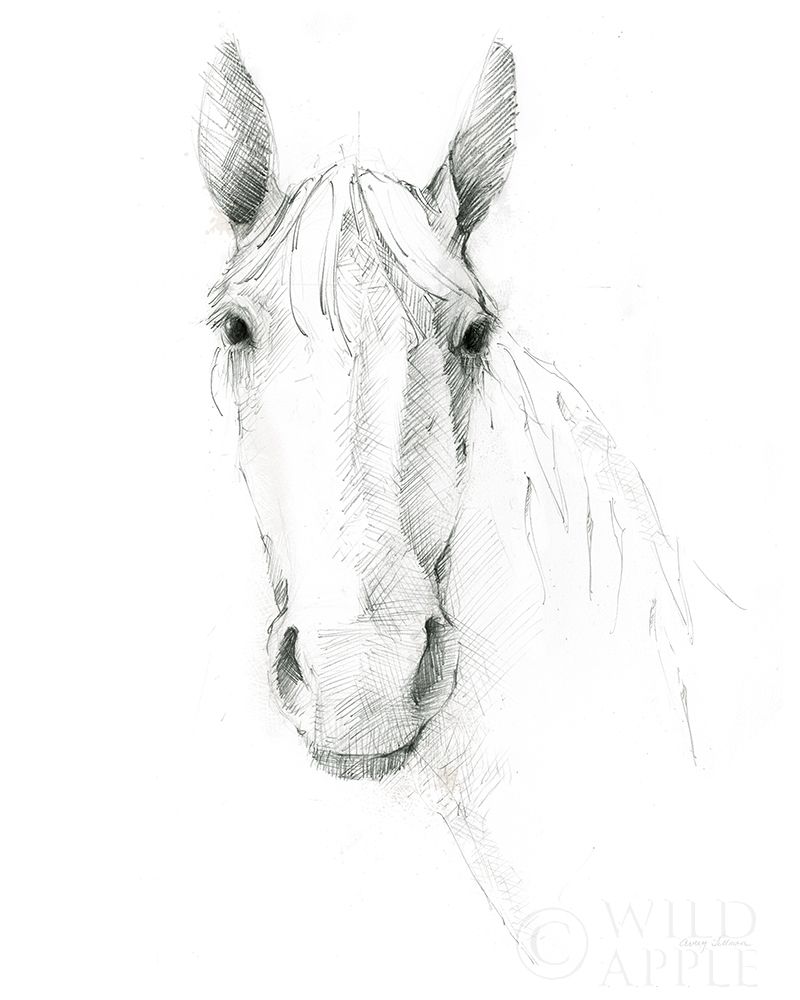 Wall art: Horse Sketch, by Tillmon, Avery