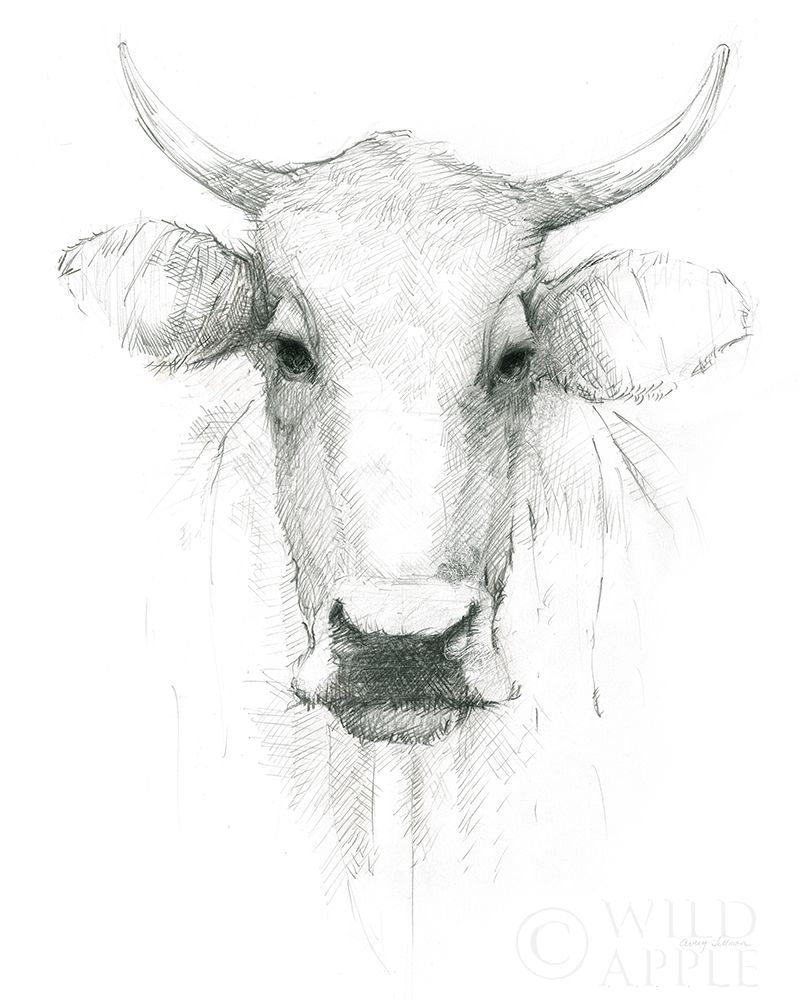 Wall art: Cow Sketch, by Tillmon, Avery