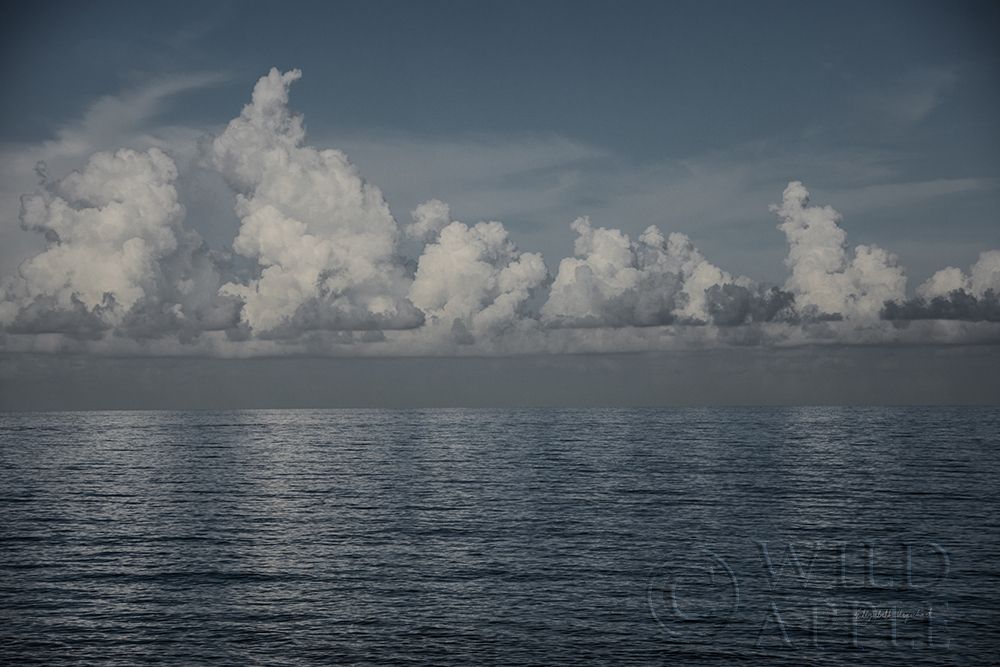 Art Print: Into the Deep II