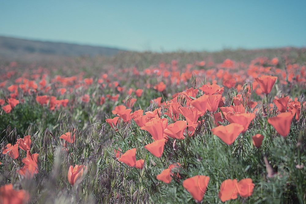 Art Print: California Blooms I