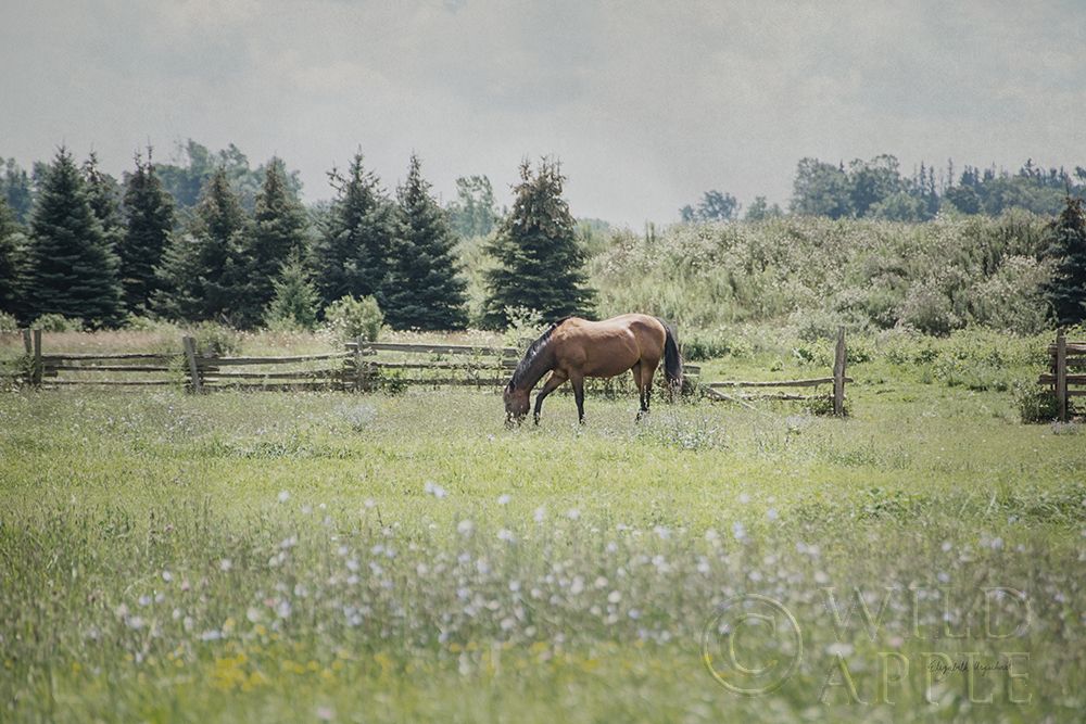 Art Print: Sun Drenched II