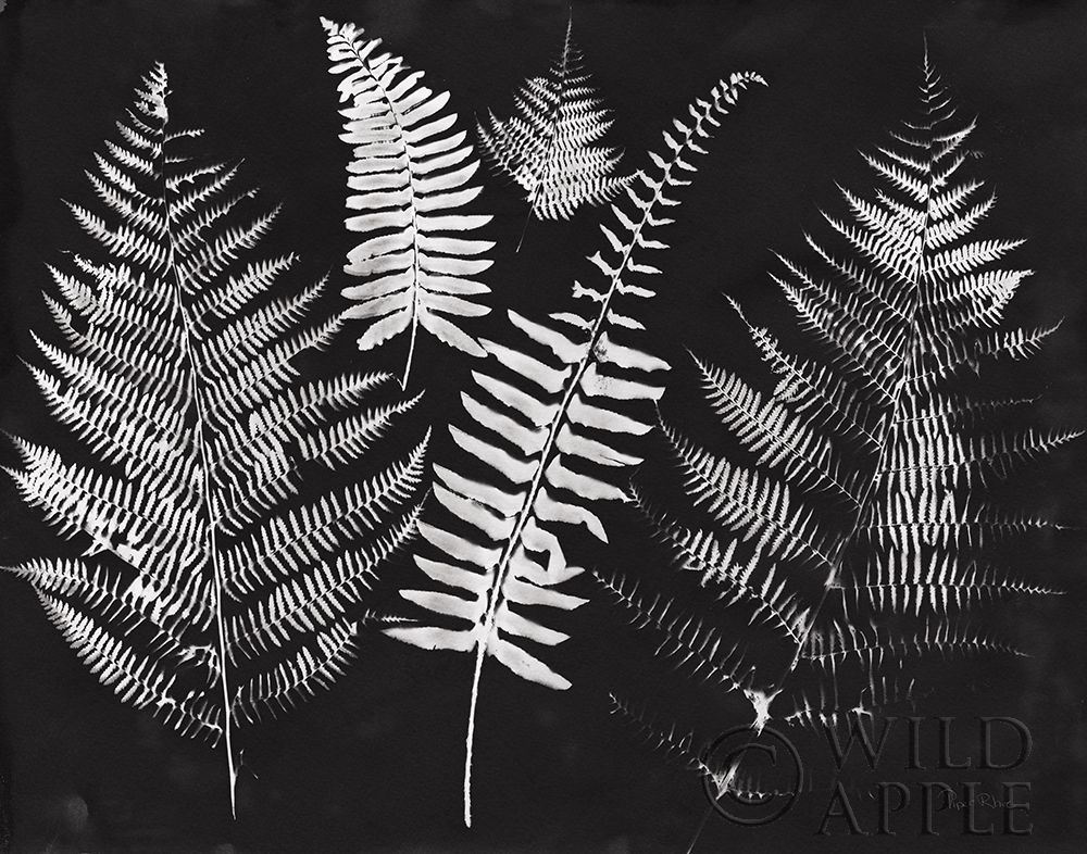 Art Print: Nature by the Lake Ferns I Black Crop