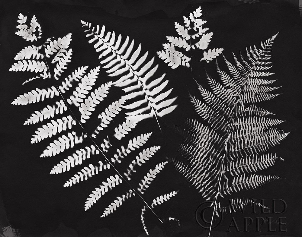 Art Print: Nature by the Lake Ferns II Black Crop