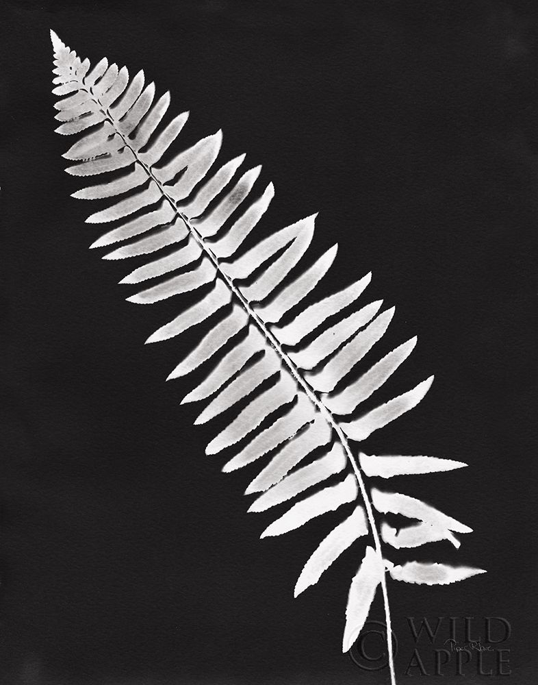 Art Print: Nature by the Lake Ferns IV Black Crop