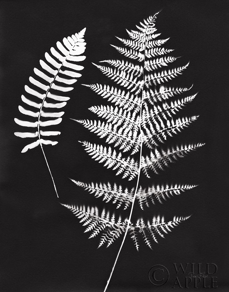 Art Print: Nature by the Lake Ferns V Black Crop