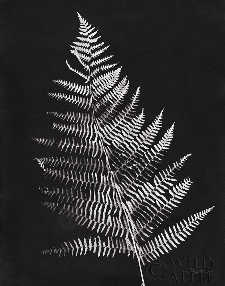 Art Print: Nature by the Lake Ferns VI Black Crop