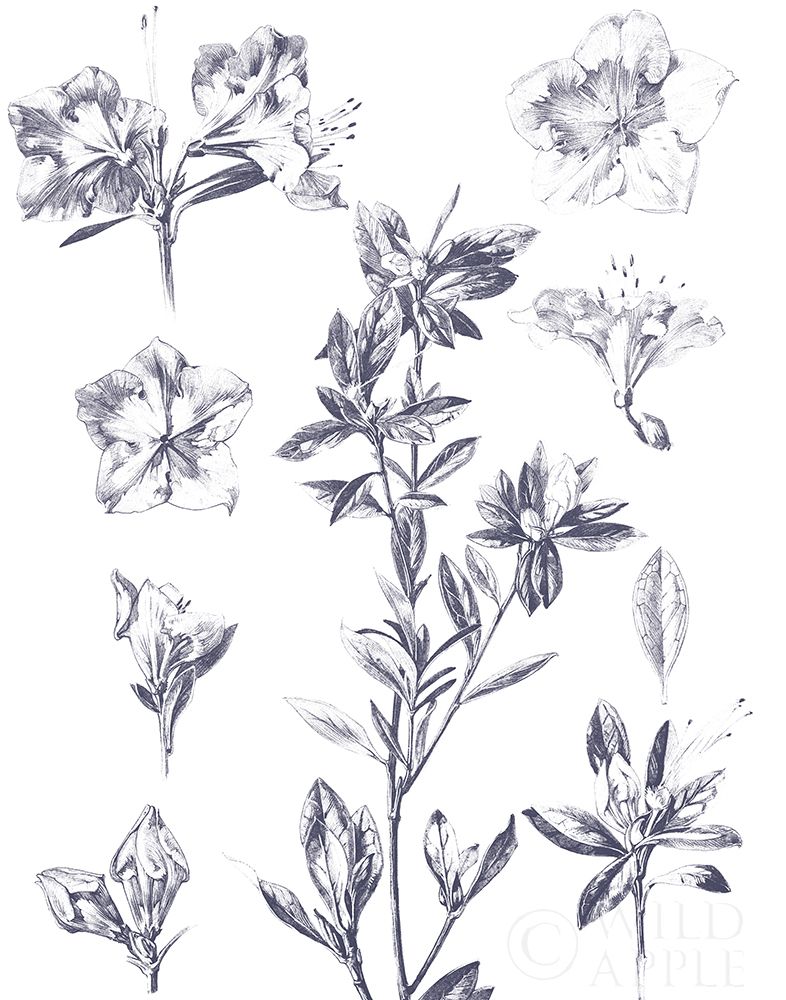 Wall Art Painting id:298453, Name: Lithograph Florals I Blue, Artist: Wild Apple Portfolio