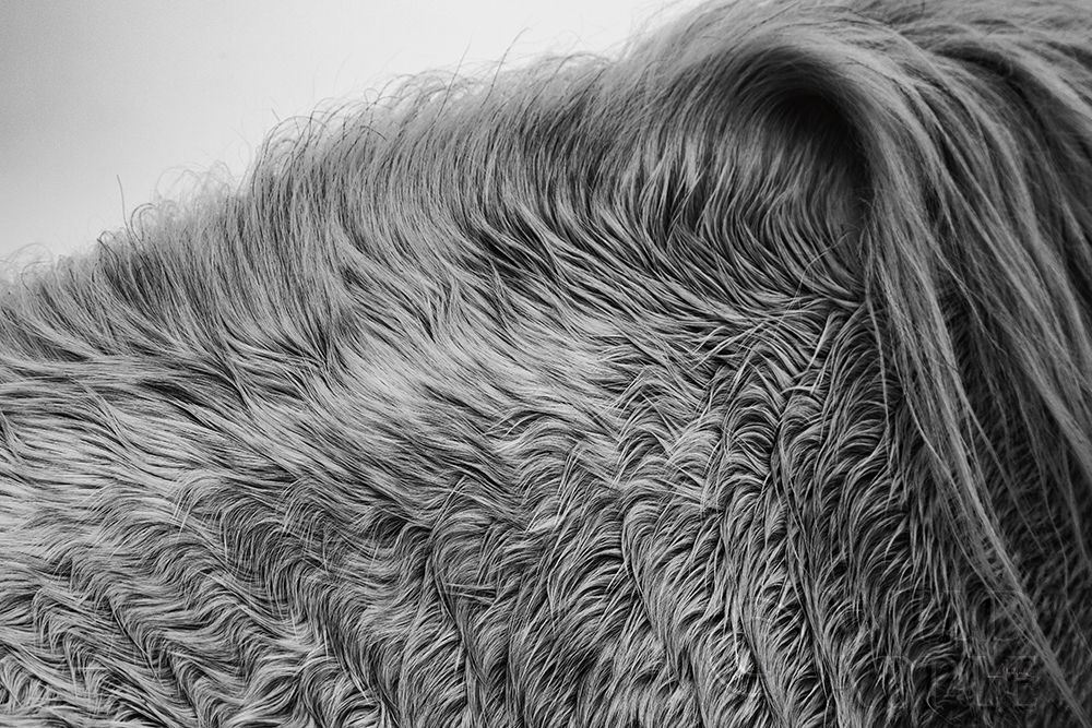 Art Print: Horse Hair