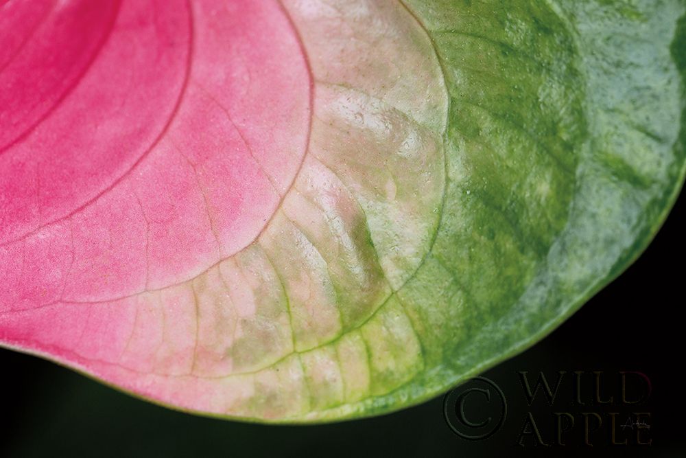 Art Print: Pink and Green