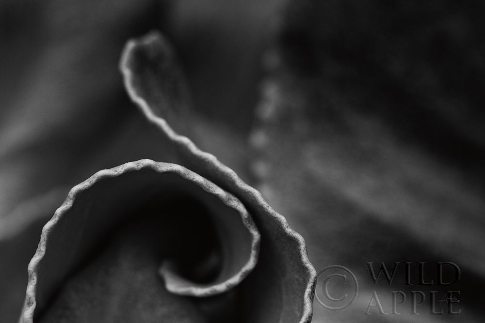 Art Print: Circling Around