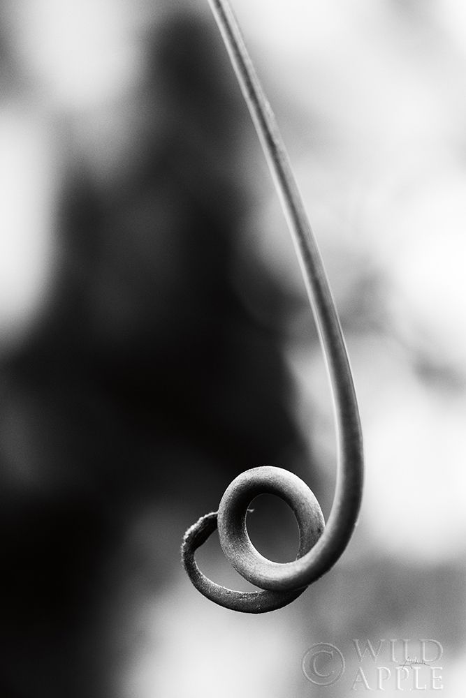Art Print: Curly Cue