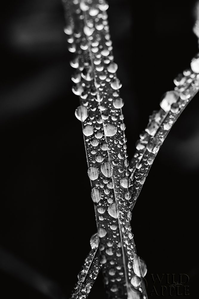 Art Print: Water Droplets