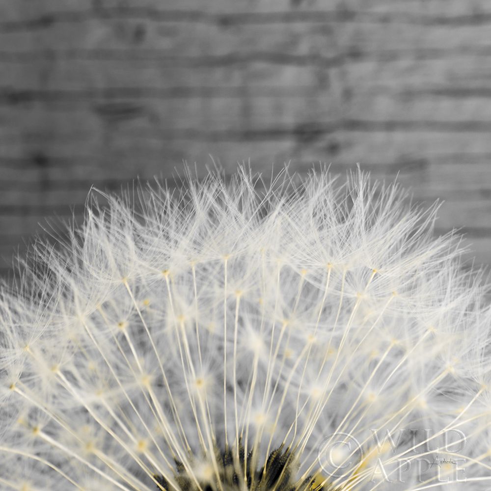 Art Print: Delicate Dandelion