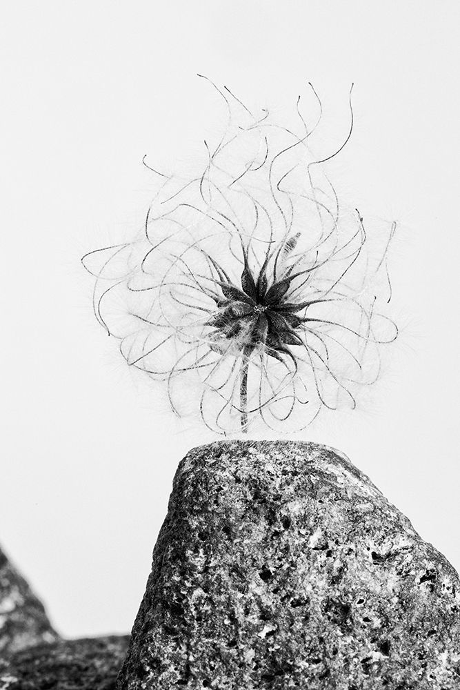 Art Print: Electrifying