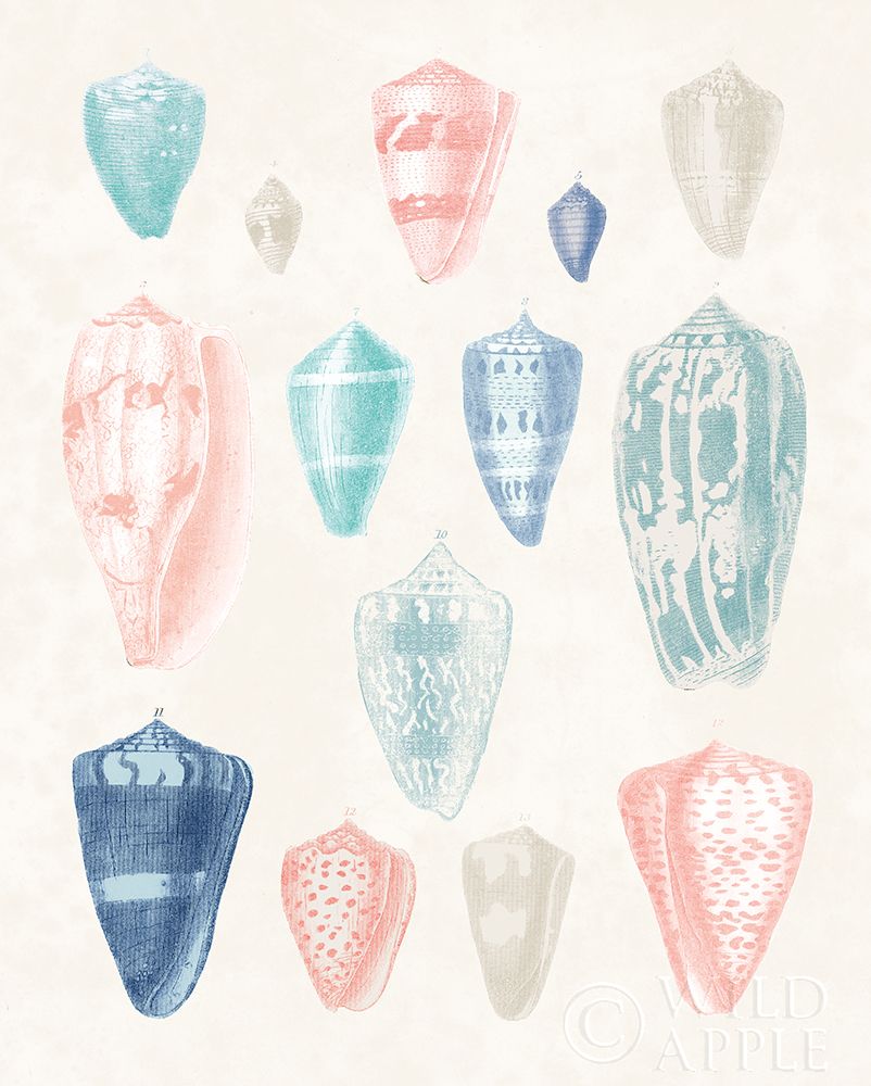 Art Print: Colorful Shell Assortment I Coral Cove
