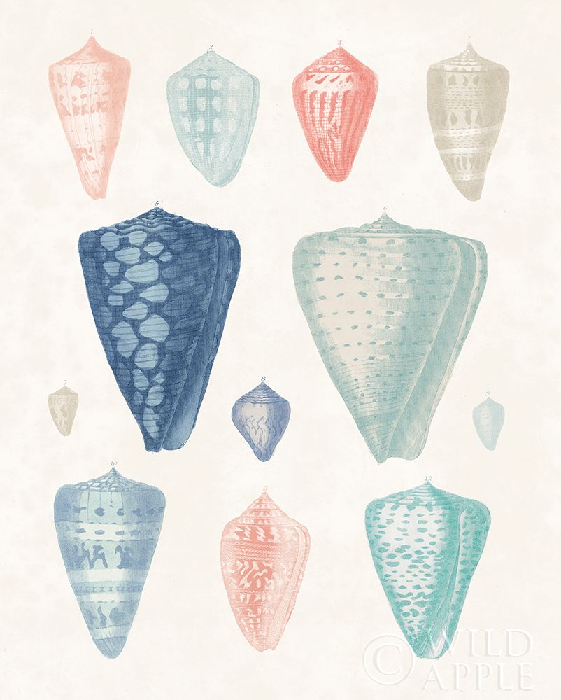 Art Print: Colorful Shell Assortment II Coral Cove