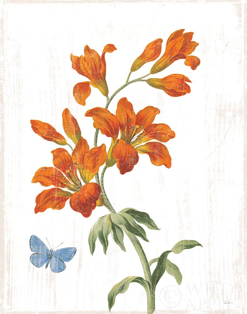 Wall Art Painting id:308603, Name: White Barn Flowers VII, Artist: Schlabach, Sue