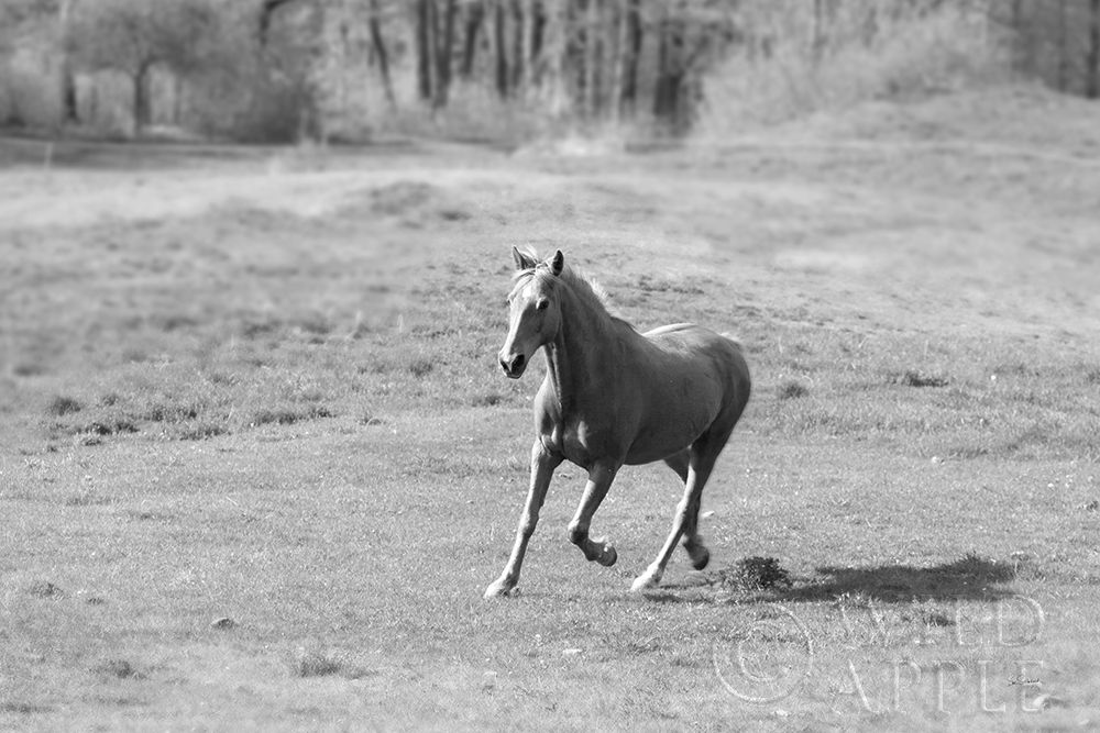 Wall art: Field Day, by Schlabach, Sue