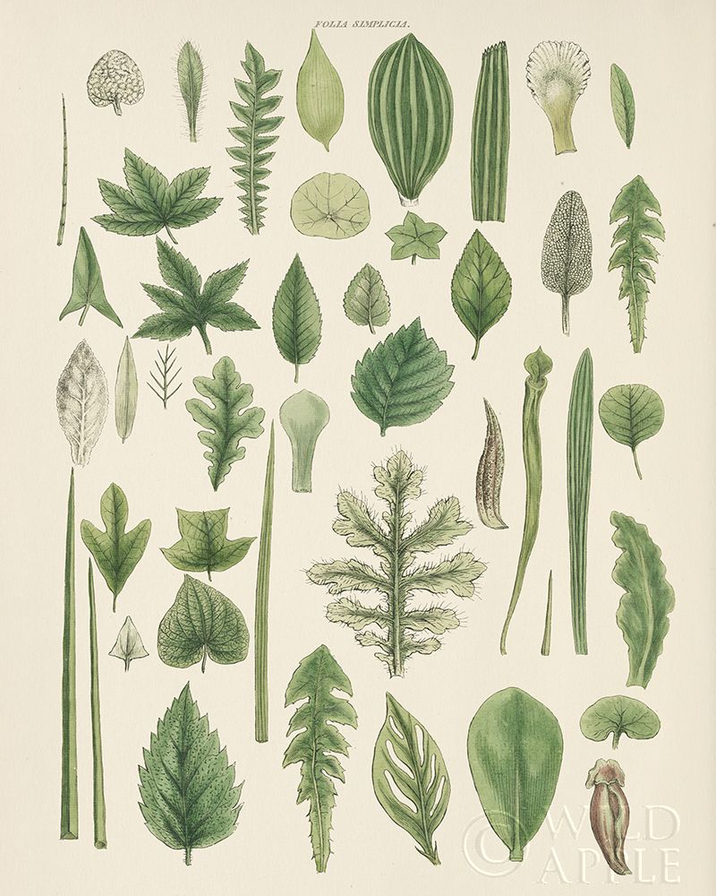 Wall Art Painting id:329564, Name: Assortment of Leaves II No Numbers, Artist: Wild Apple Portfolio