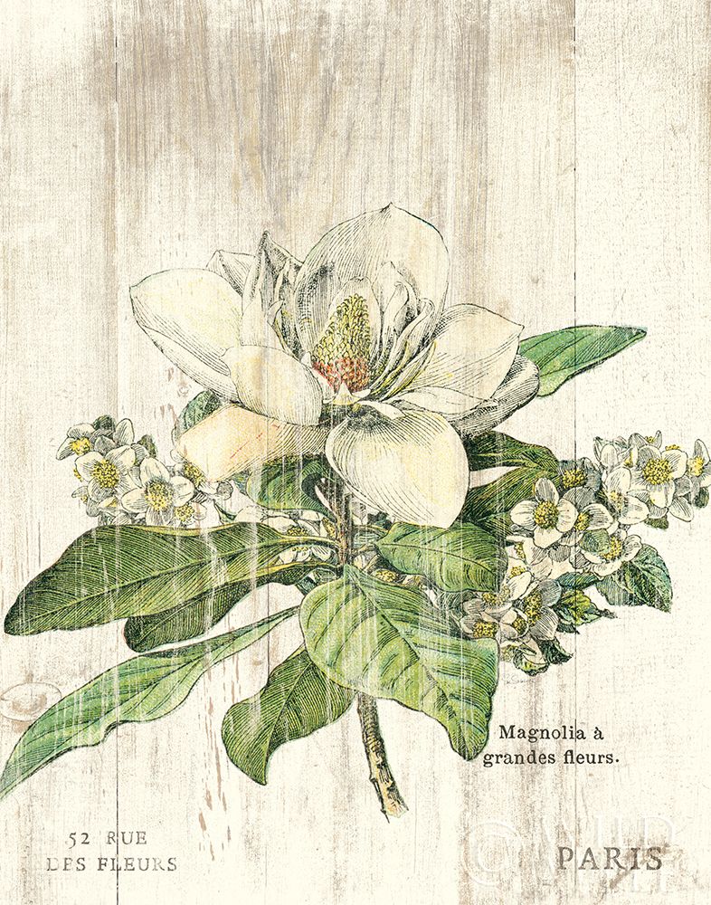 Wall Art Painting id:329565, Name: Magnolia de Printemps v2, Artist: Schlabach, Sue