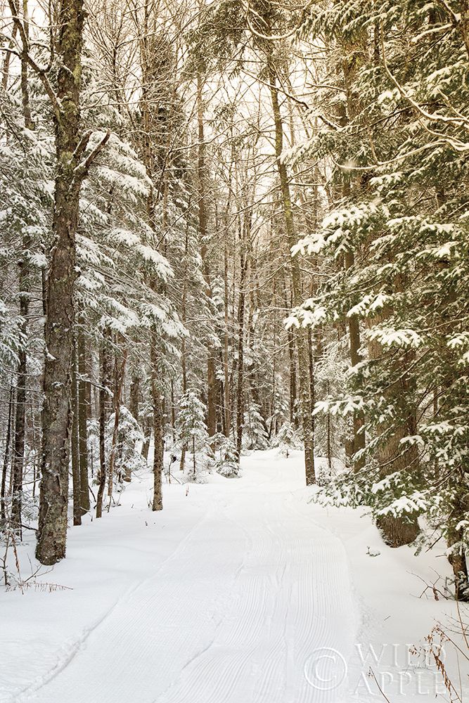 Art Print: Through the Woods