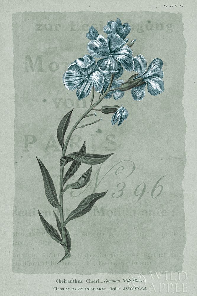 Wall Art Painting id:356026, Name: Conversations on Botany VI on White with Blue, Artist: Wild Apple Portfolio