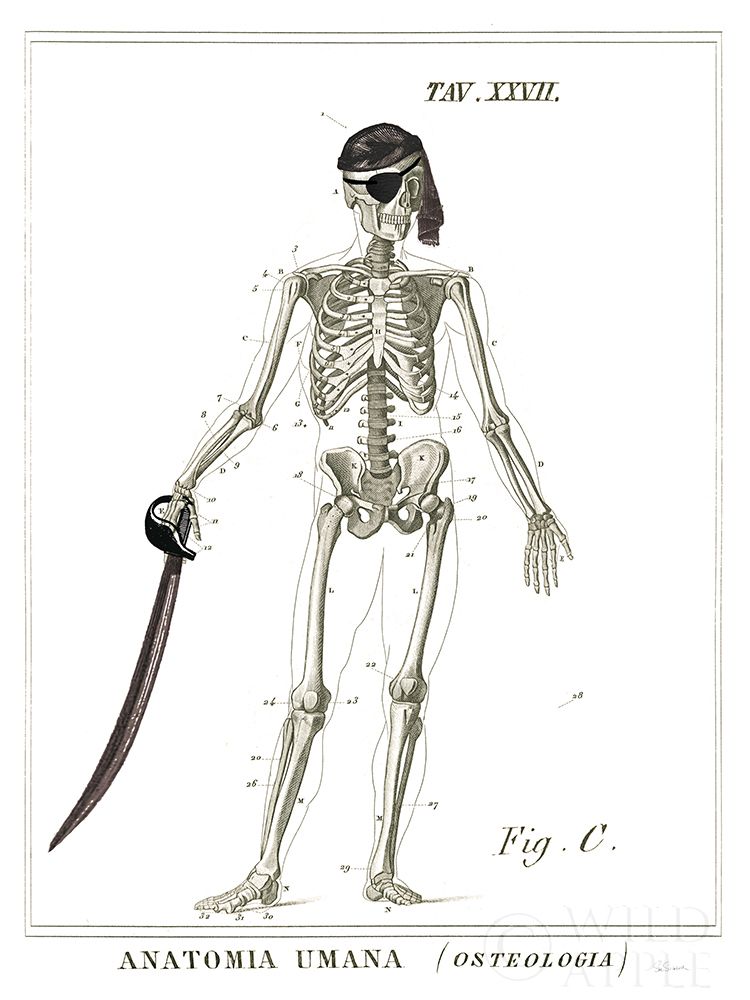 Art Print: Dandy Bones Pirate