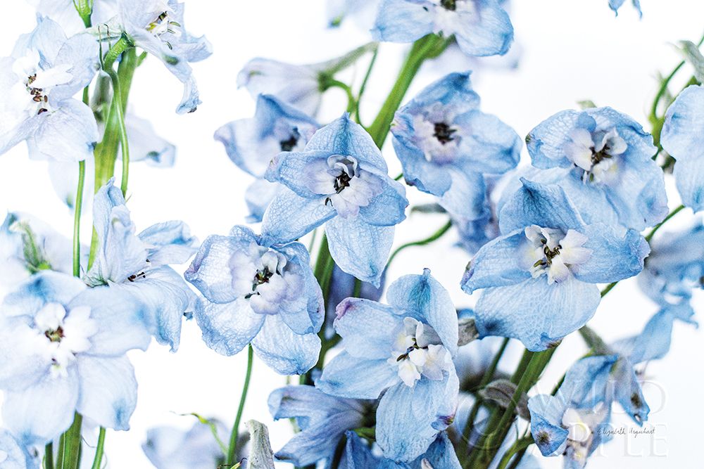 Art Print: Freshly Picked Delphinium I
