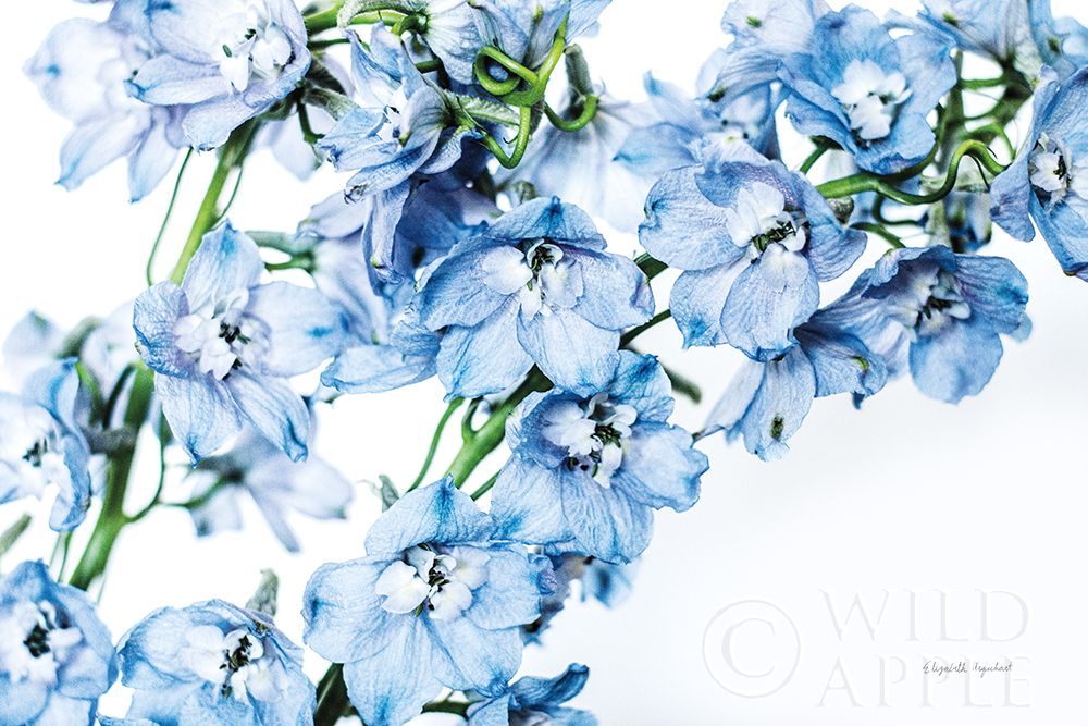 Art Print: Freshly Picked Delphinium II