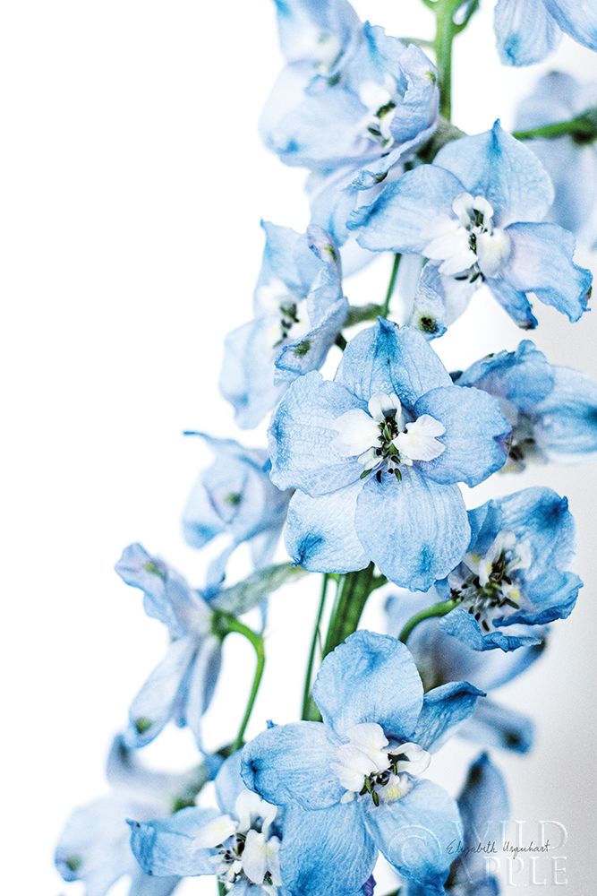 Art Print: Freshly Picked Delphinium III