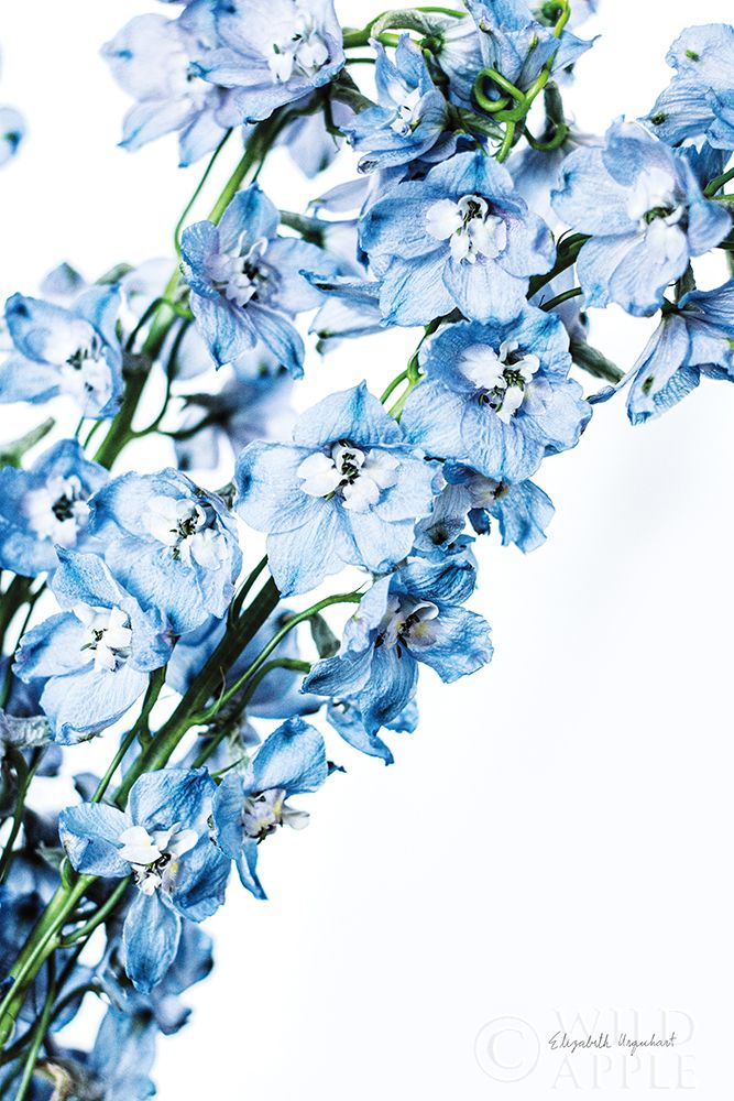 Art Print: Freshly Picked Delphinium IV