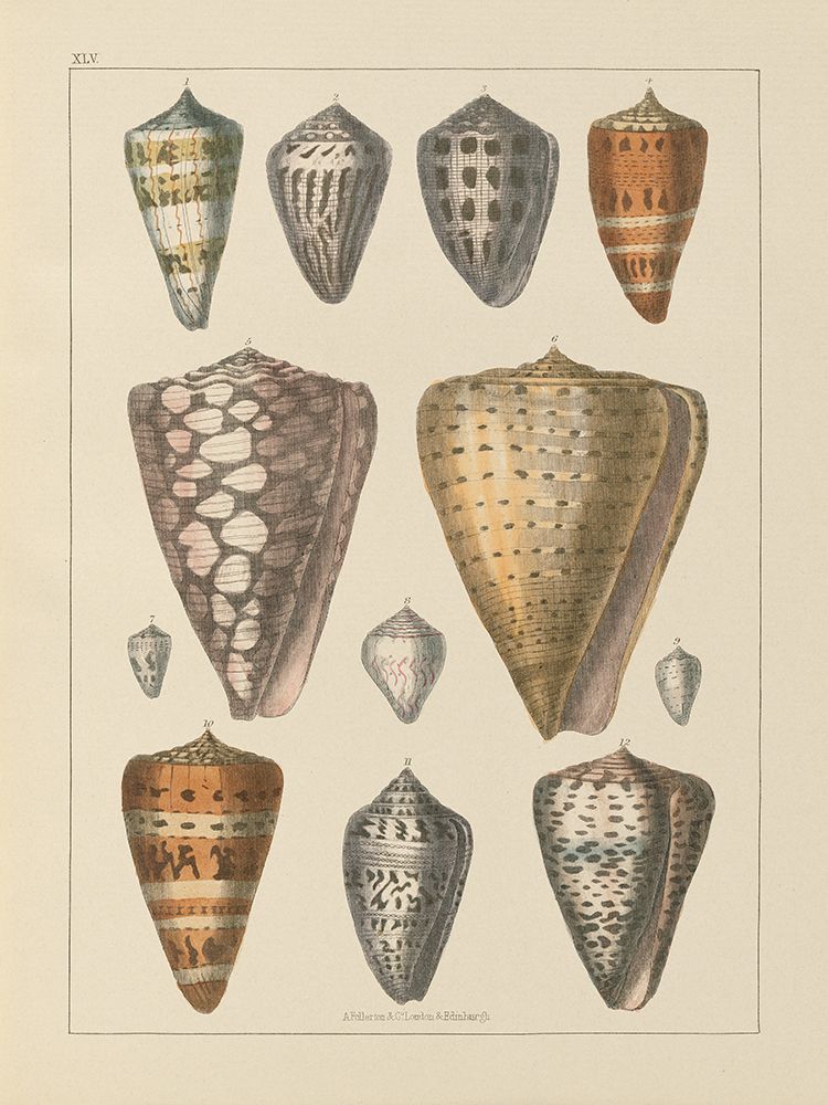 Art Print: Shell Assorment II v2