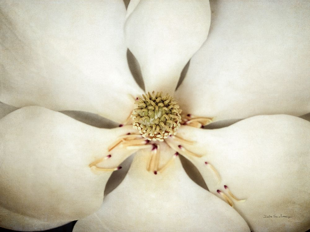 Art Print: Magnolia Detail I