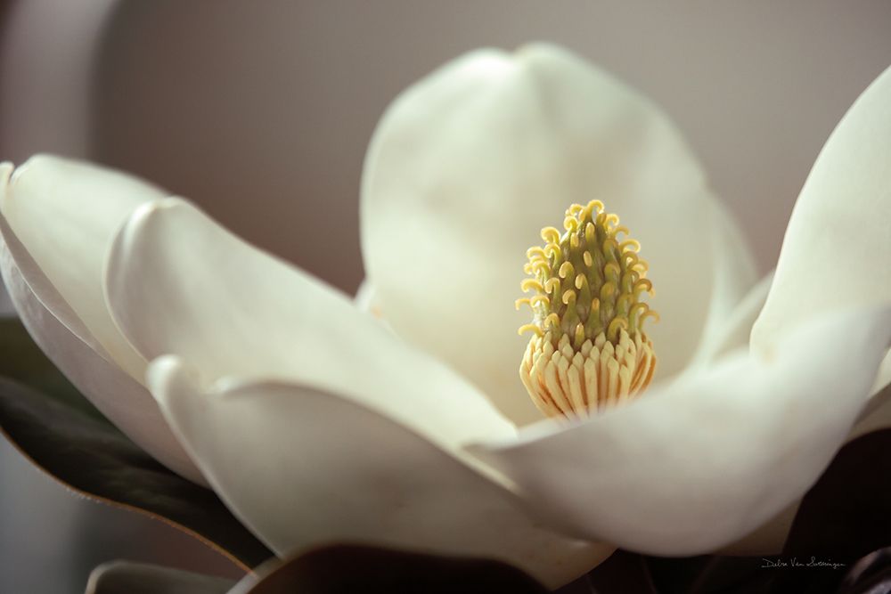 Art Print: Magnolia Detail II