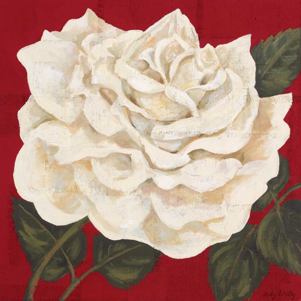 Wall Art Painting id:20468, Name: Rosa Blanca Grande I, Artist: Shelby, Judy