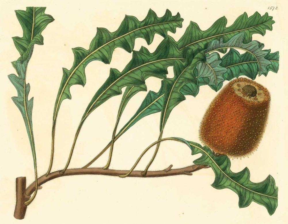 Wall Art Painting id:20682, Name: Palmetto I, Artist: Alexander, Zachary